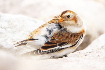 Winter birding